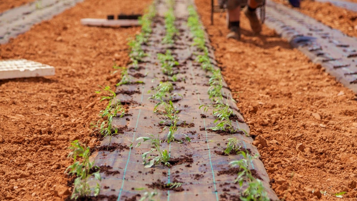 Cultivo de guayule realizado desde el ITAP / Foto: Diputación de Albacete