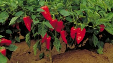 Pimientos del piquillo de Lodosa / Foto: INTIA / Europa Press