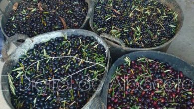 Recolección de aceituna en Castilla-La Mancha