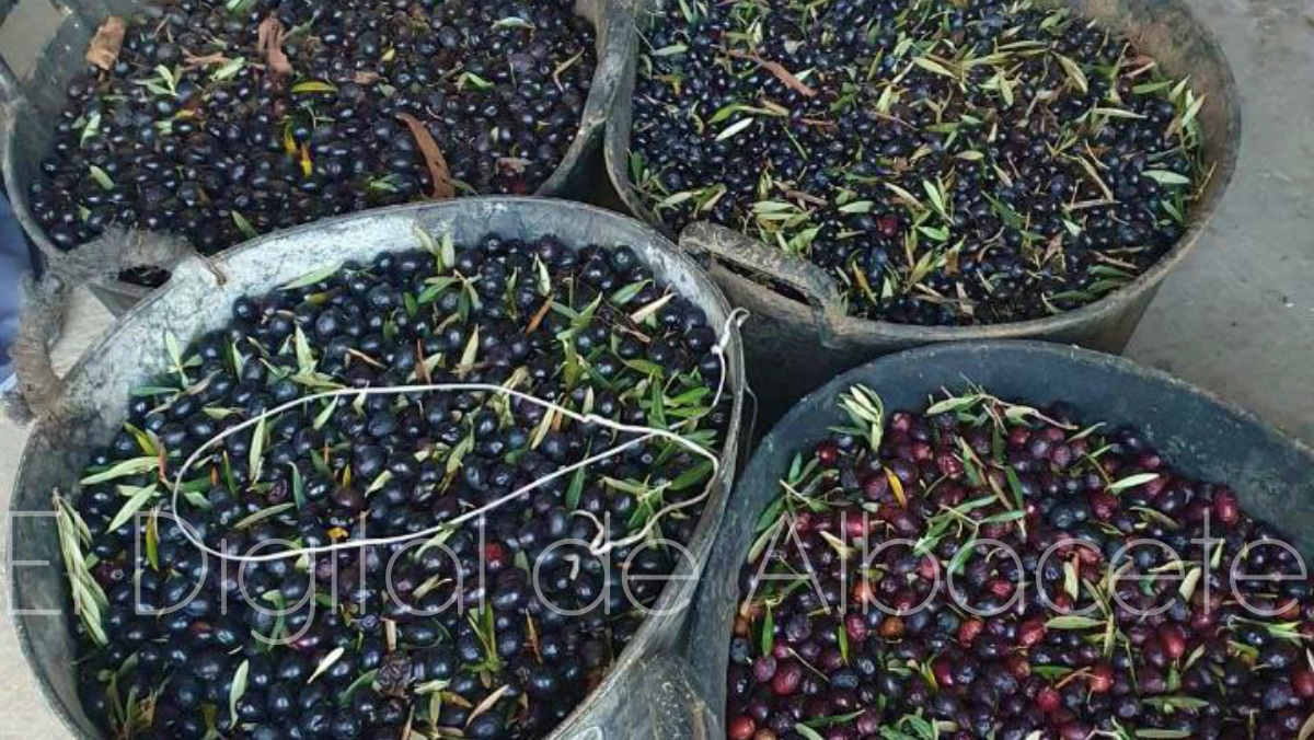Recolección de aceituna en Castilla-La Mancha