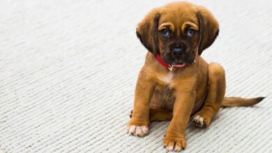 Cachorro / Imagen de archivo / Albacete / Foto: Pixabay