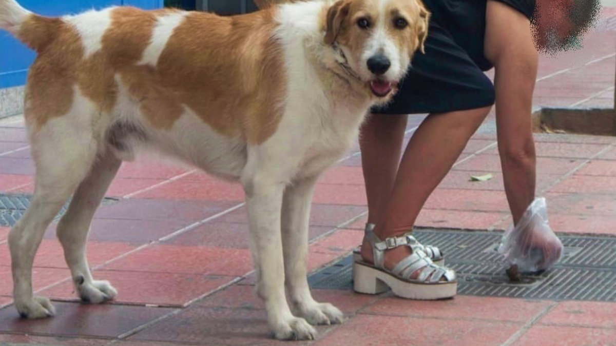 Una mujer recoge los excrementos de su perro / Foto de archivo - Ayto de Almería - Europa Press / Albacete /