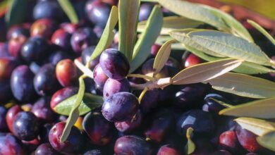 Aceitunas - Pixabay