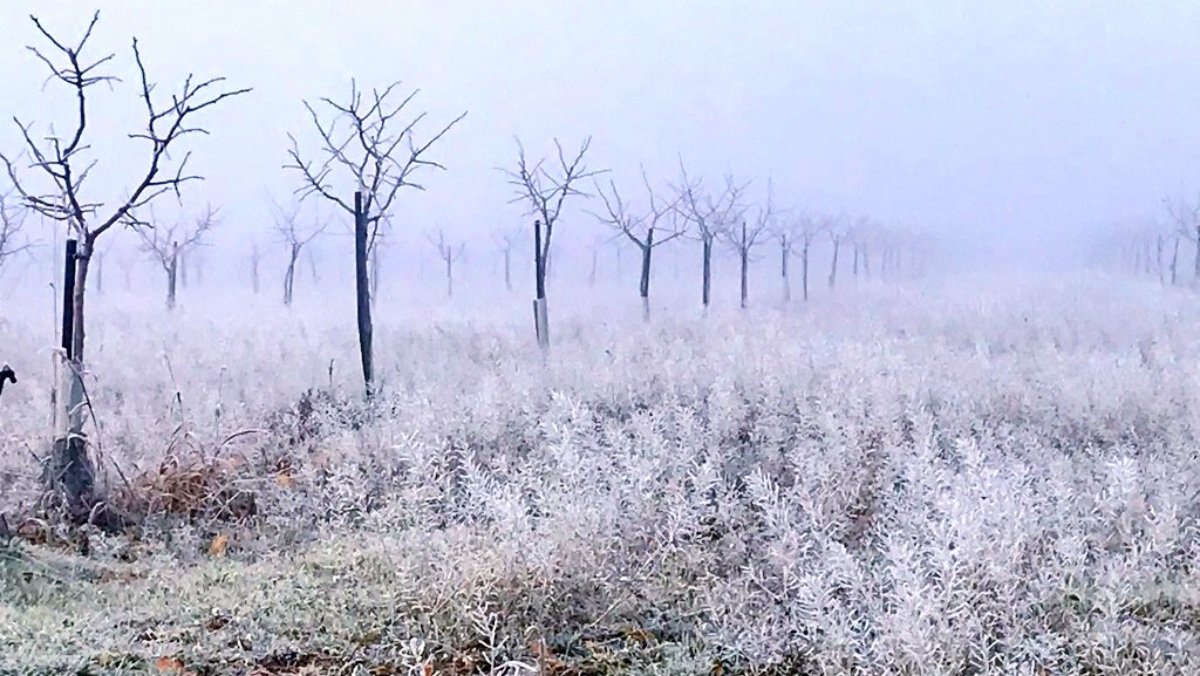 Cencellada en Albacete - Foto: Paco Cabañeros - Meteohellin