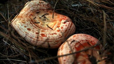 Níscalos - Pixabay - Foto de archivo