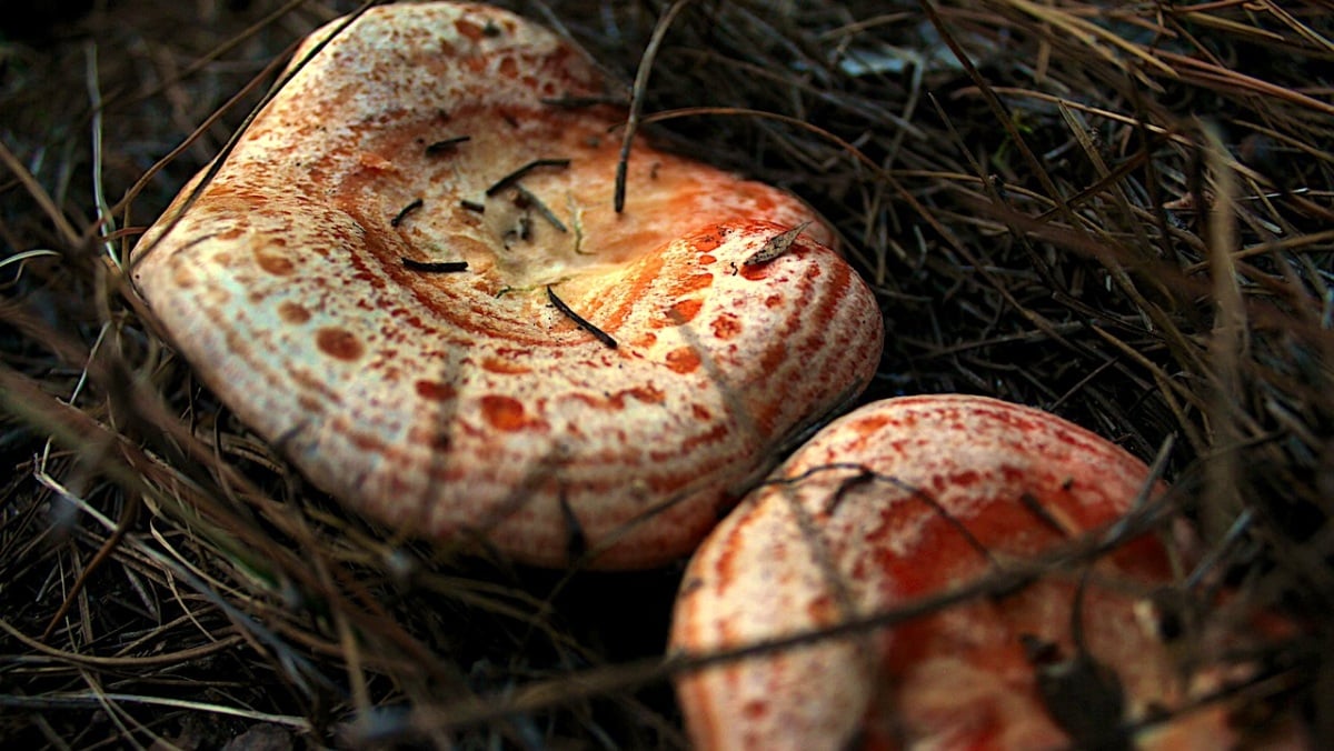 Níscalos - Pixabay - Foto de archivo