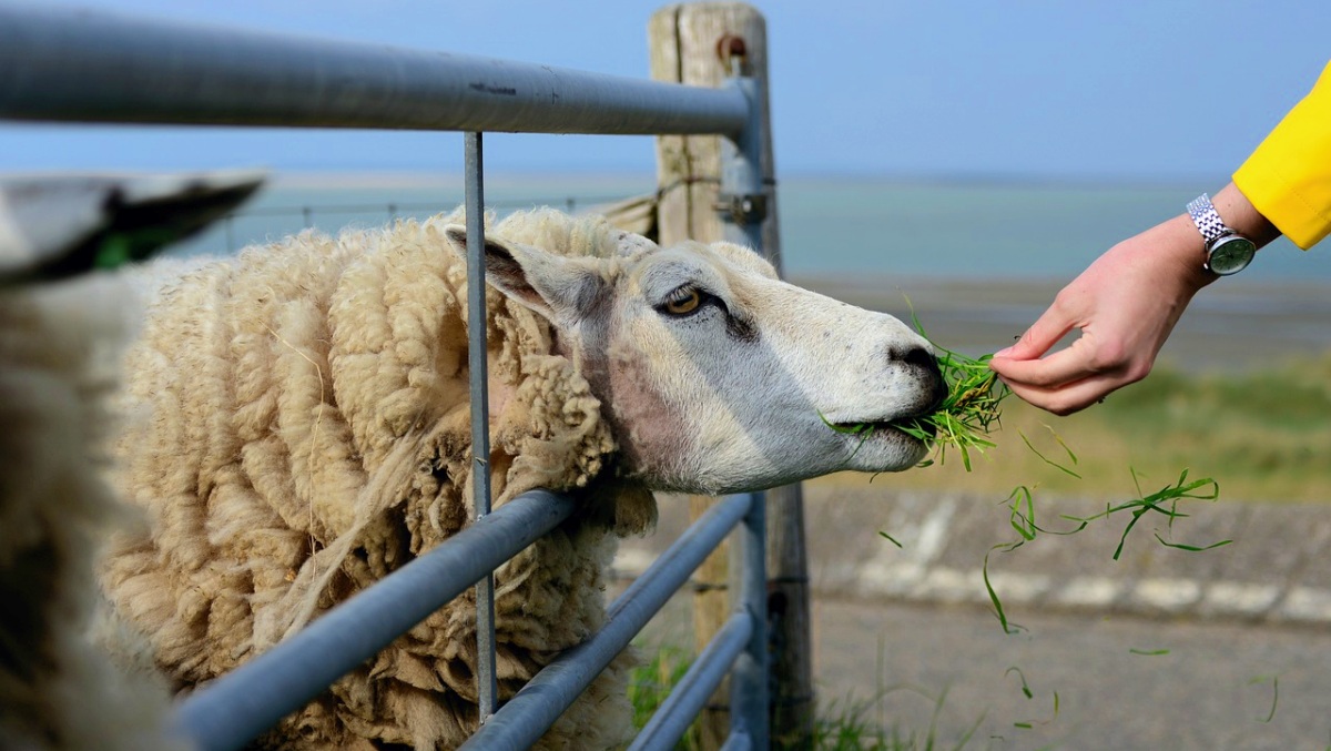 Ganadería- Pixabay - Albacete