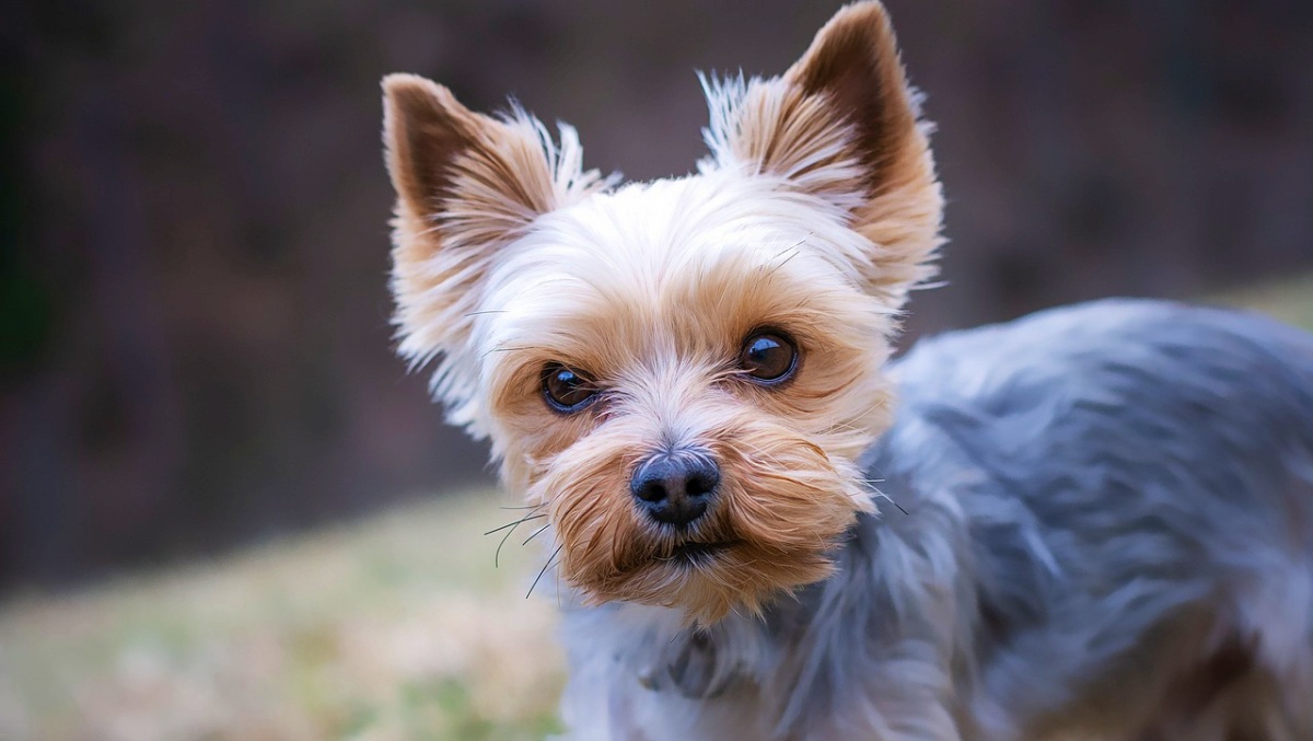 Yorkshire Terrier - Pixabay