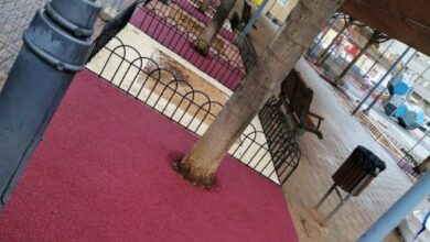 Caucho en árboles de Albacete