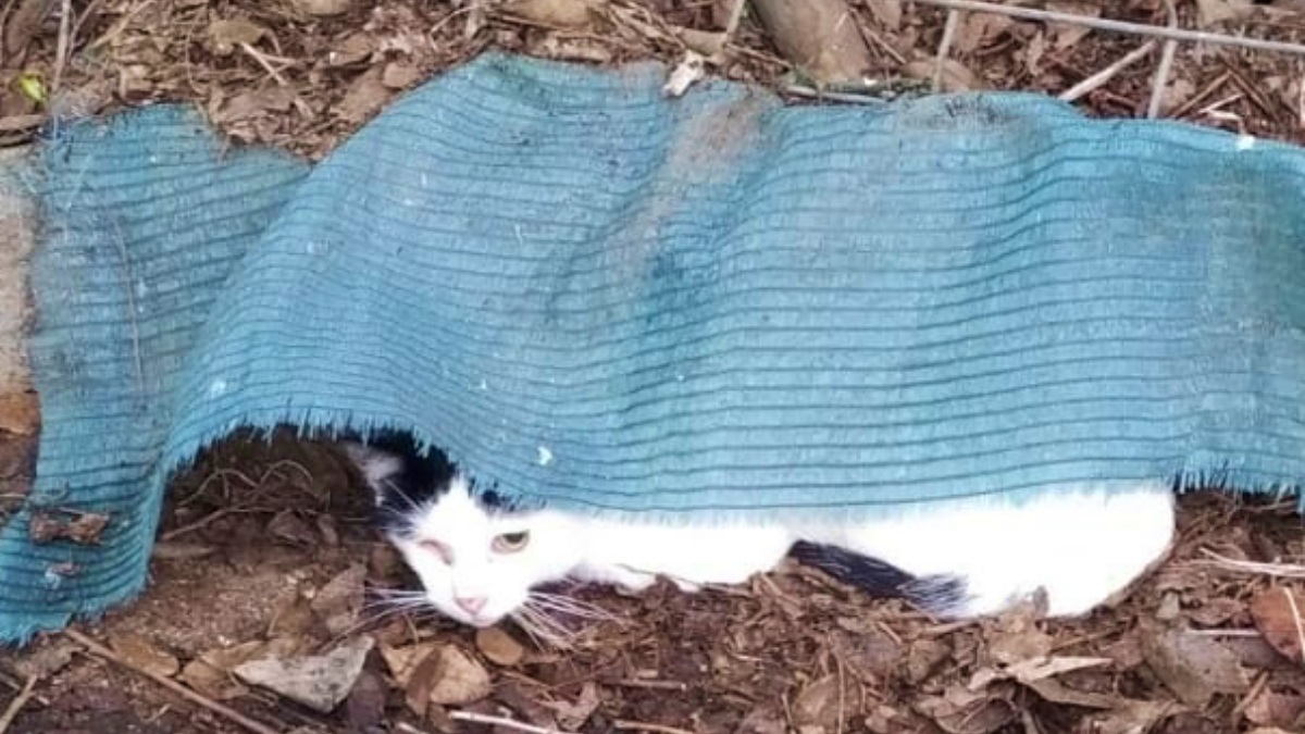 Colonia de gatos en Toledo (Castilla-La Mancha)