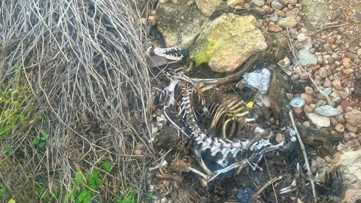 Aparecen decenas de cadáveres en Hellín - Foto: EUROPA PRESS