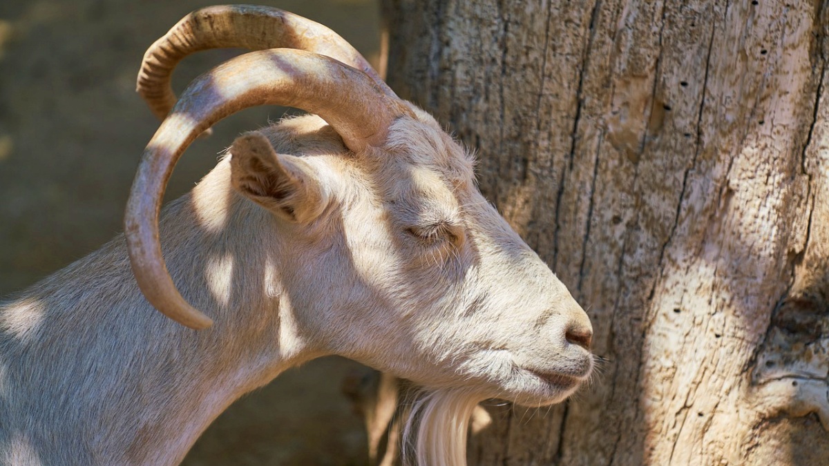 Una cabra en una foto de archivo - Albacete - Pixabay