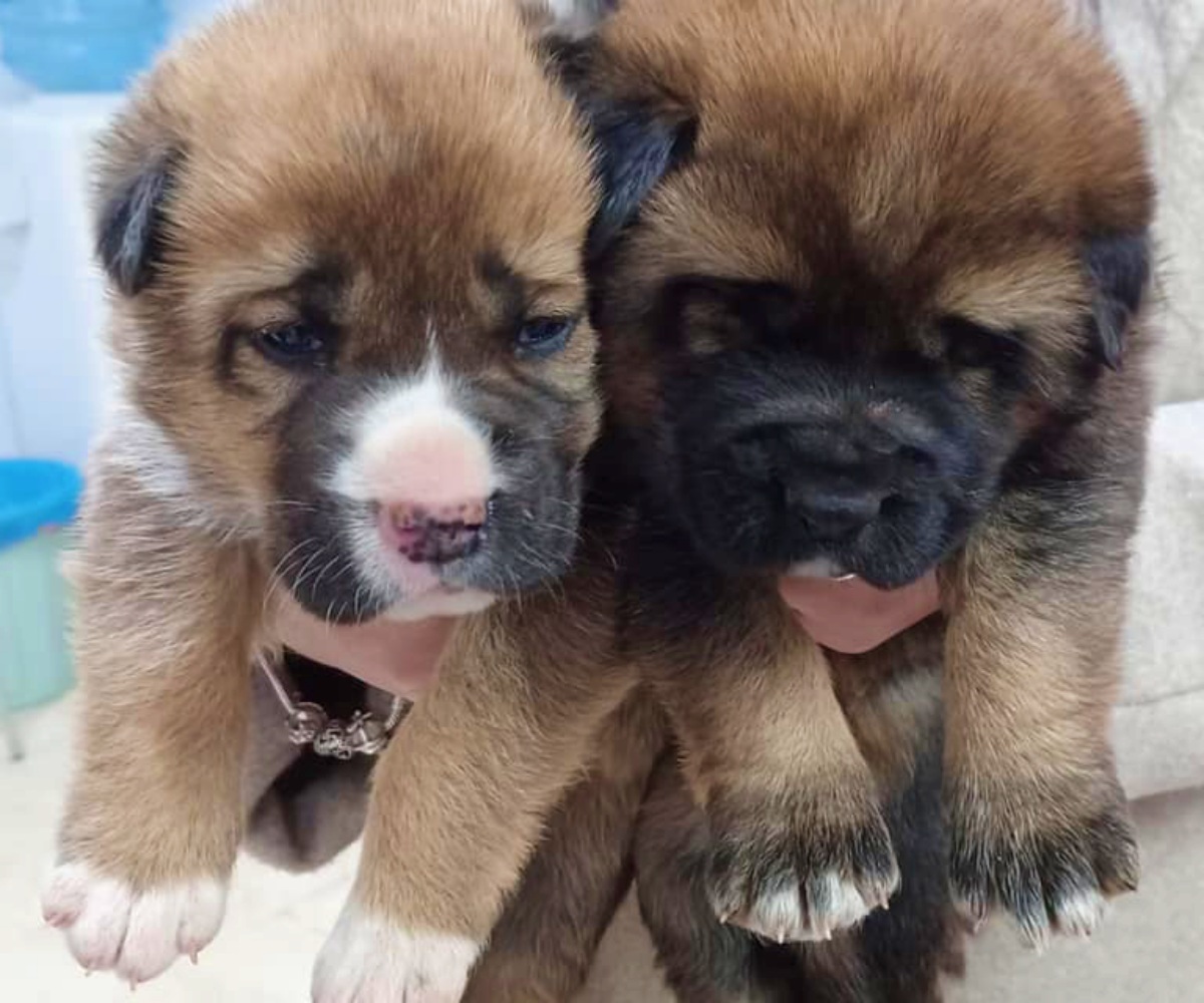Cachorritas abandonadas en un contenedor de Albacete - Foto: Arca de Noé