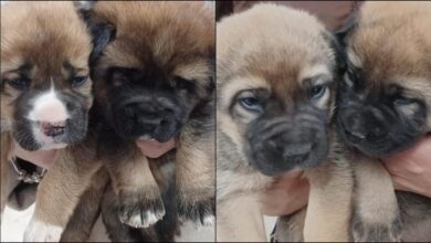 Cachorritas abandonadas en un contenedor de Albacete - Foto: Arca de Noé