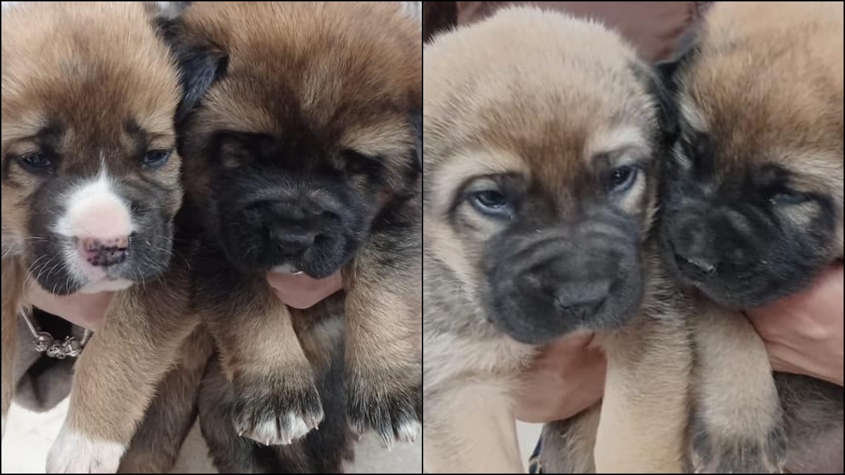 Cachorritas abandonadas en un contenedor de Albacete - Foto: Arca de Noé