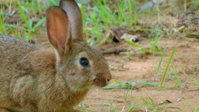 Un conejo en la campiña de Albacete - Foto: JCCM / Europa Press