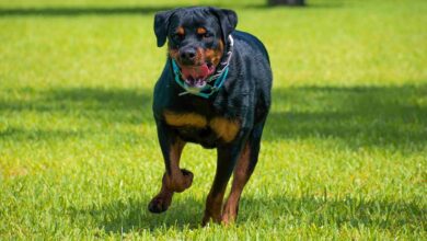 Rottweiler - Pixabay