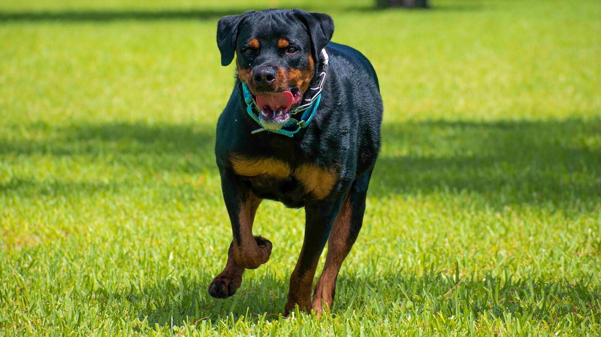 Rottweiler - Pixabay