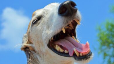 Ejemplar de galgo - Foto de archivo - Pixabay