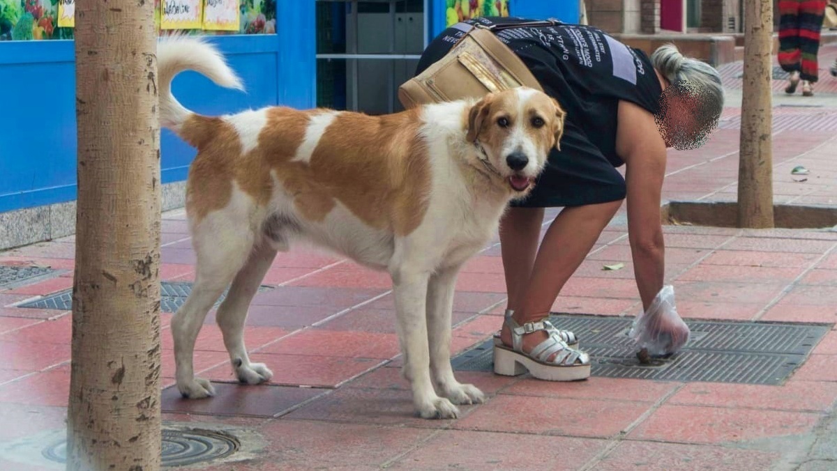 Albacete - Una mujer recoge los excrementos de su perro - Imagen de archivo - Fuente: Europa Press
