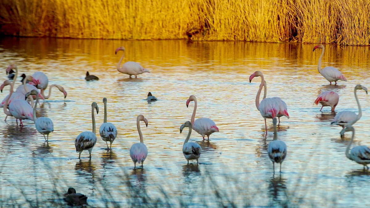 Flamencos en un humedal - Foto: Eduardo Briones / Europa Press