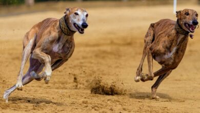 Galgos - Foto de archivo - Pixabay