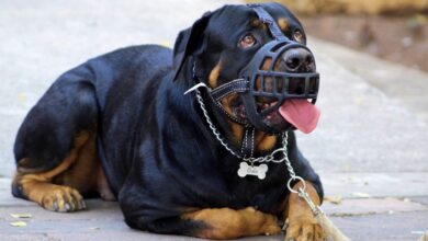 Un perro cualquiera en Albacete - Foto de archivo - Pixabay