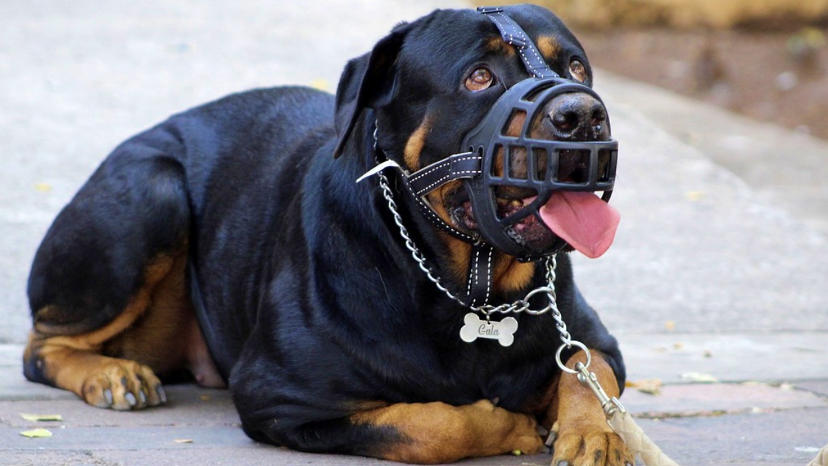 Un perro cualquiera en Albacete - Foto de archivo - Pixabay