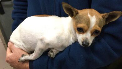 Foto de archivo de un perro cualquiera en Albacete // Imagen: Policía Local de Albacete