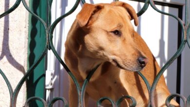 Un perro cualquiera en Albacete - Foto de archivo - Pixabay