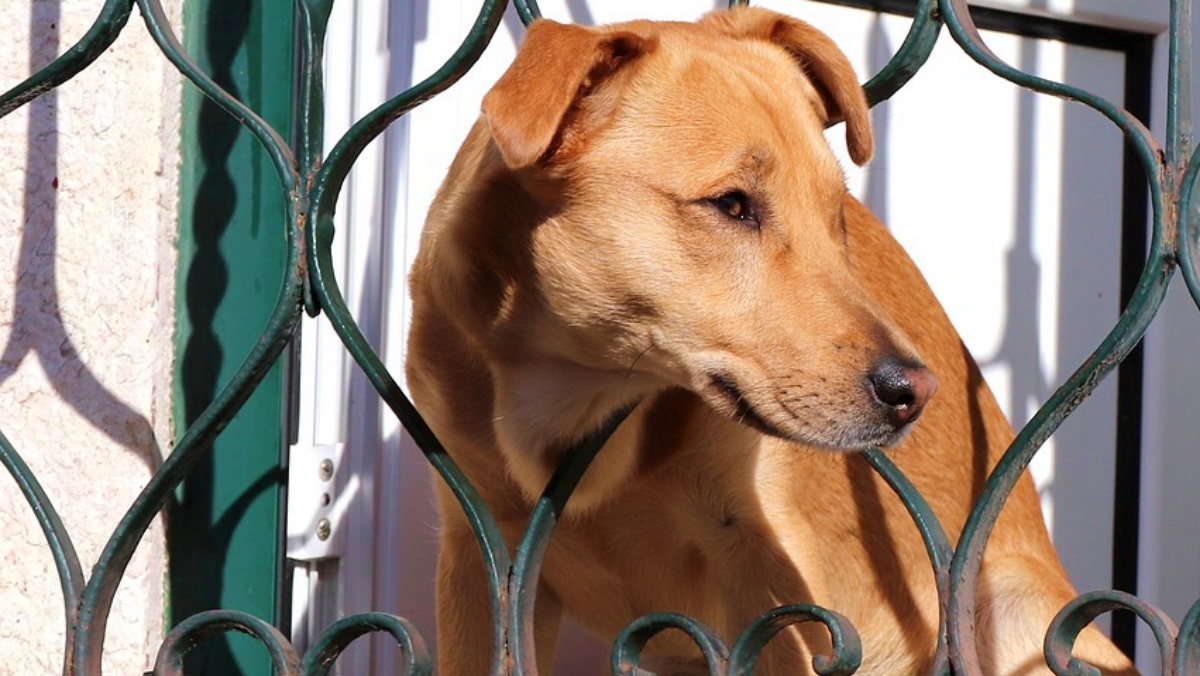 Un perro cualquiera en Albacete - Foto de archivo - Pixabay