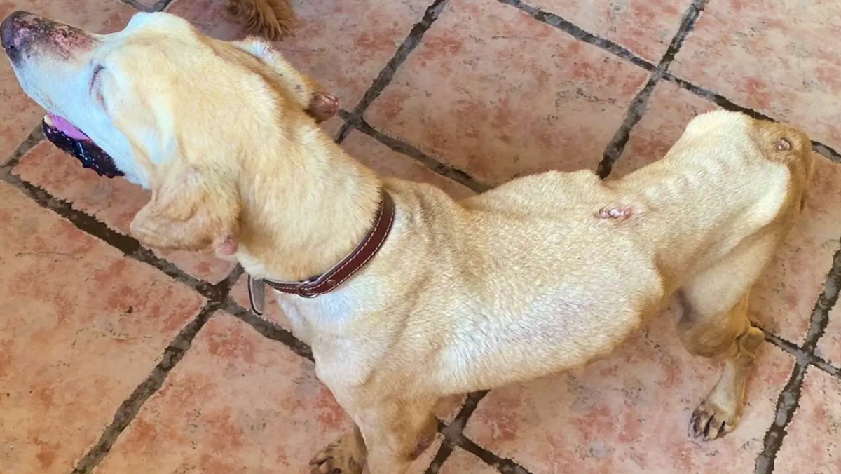 perro guardia civil