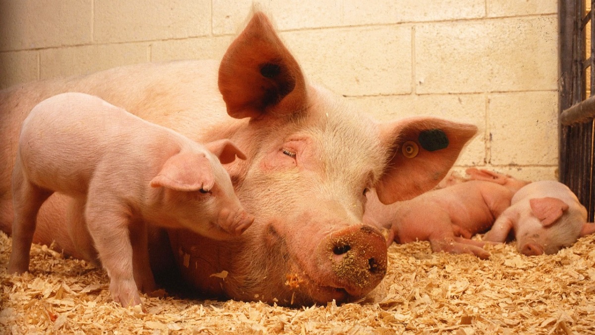 Cerdos - Pixabay - Imagen de archivo