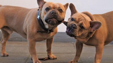 Perros - Pixabay