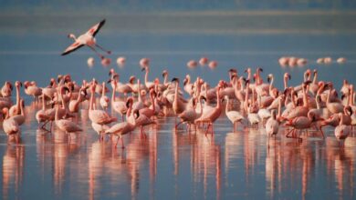 Flamencos - Pixabay