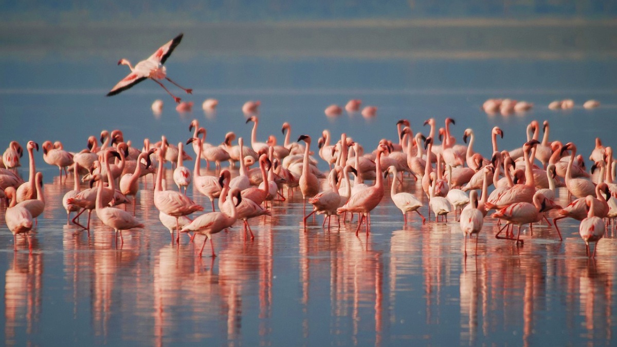 Flamencos - Pixabay