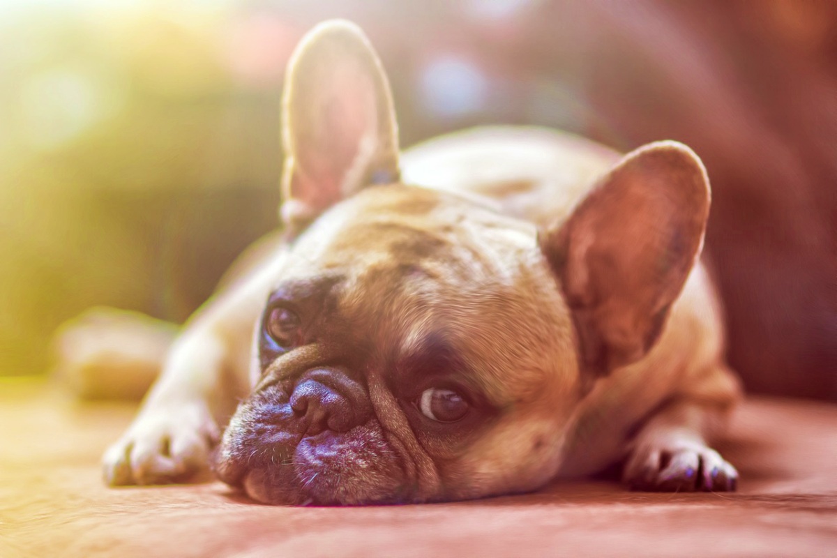 Perro - Pixabay - Albacete