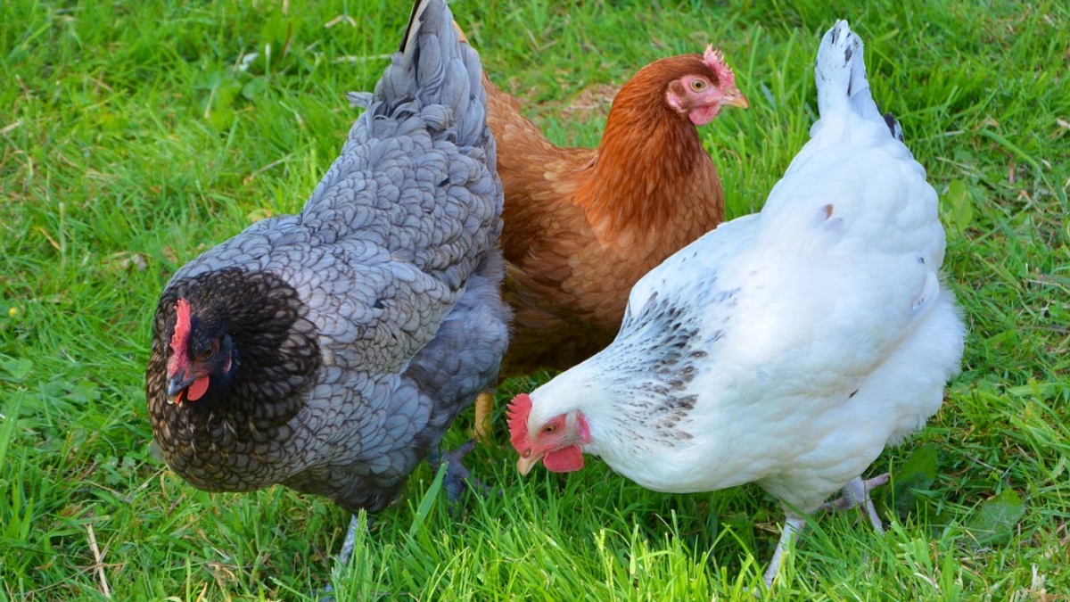 Gallinas - Pixabay - Albacete