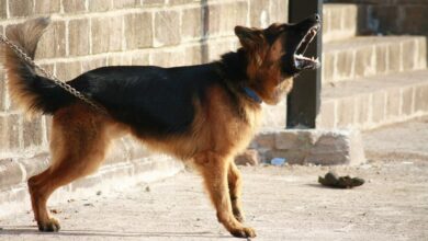 Un perro cualquiera en Albacete - Foto de archivo