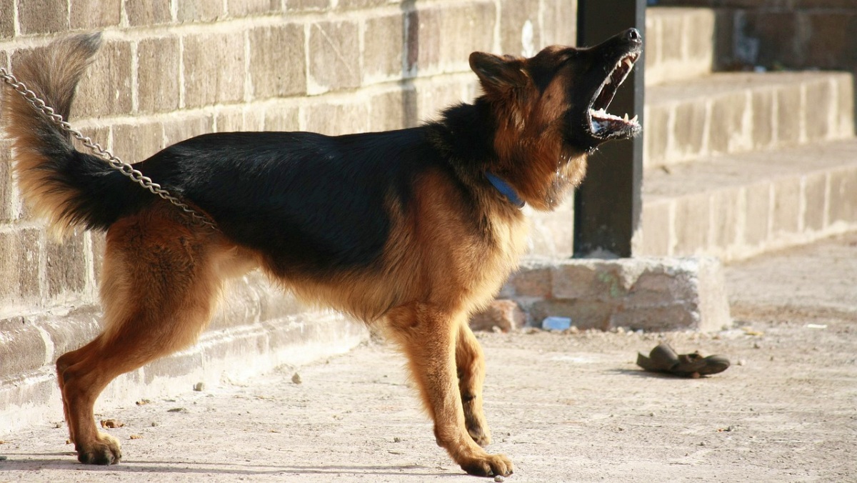 Un perro cualquiera en Albacete - Foto de archivo