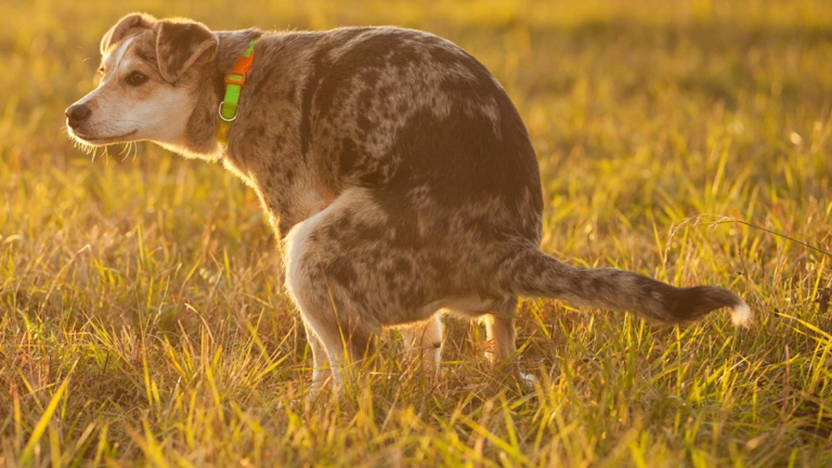 Perro deponiendo - Pixabay - Albacete