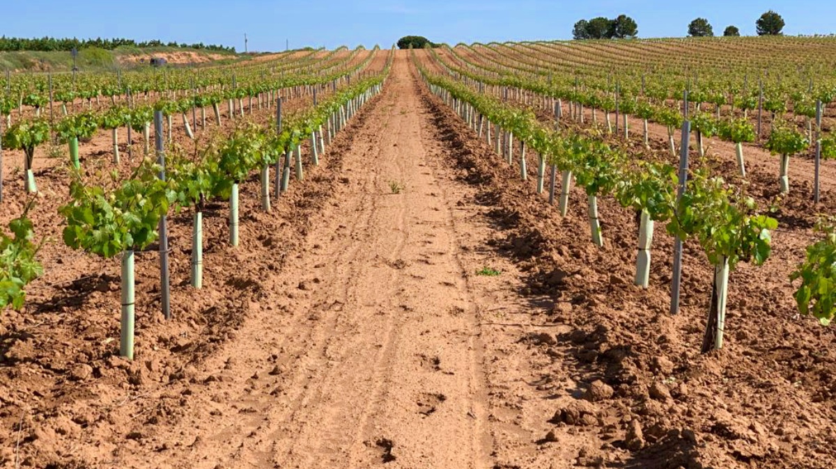 Viñedo reestructurado - Albacete - JCCM