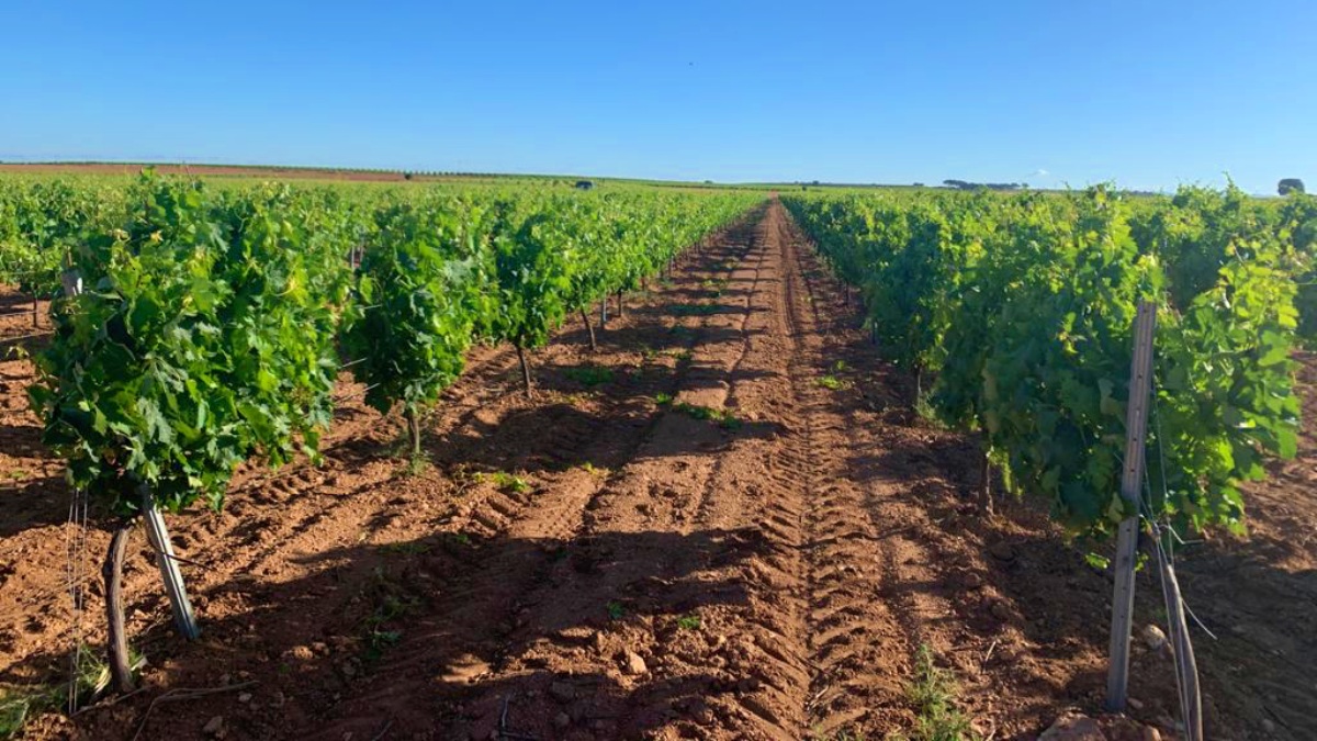Un viñedo en Albacete