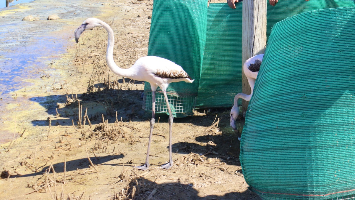 Flamencos soltados en Pétrola (Albacete)