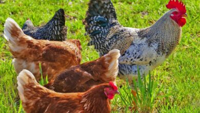 Gallinas en libertad - Pixabay