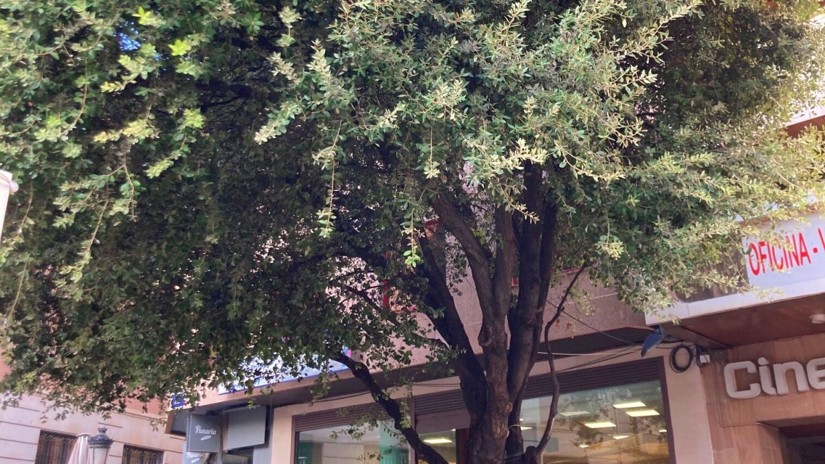 Quercus Ilex, Altozano