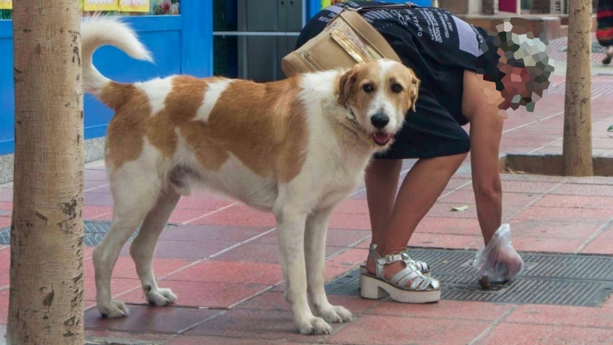 Una mujer recoge las deposiciones de su mascota / FOTO DE ARCHIVO / Europa Press