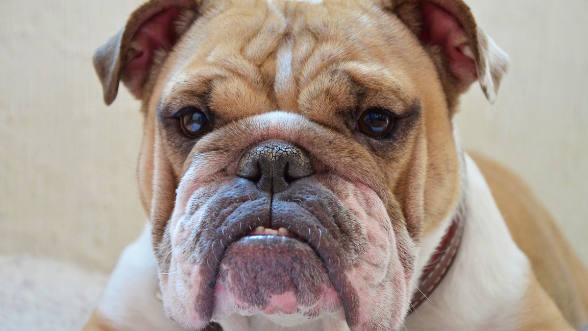 Foto de archivo de un perro cualquiera - Pixabay - Albacete