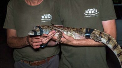 Caimán rescatado en Toledo // Foto: Fundación ZOO Koki
