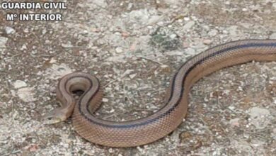 Culebra de escalera encontrada en Albacete